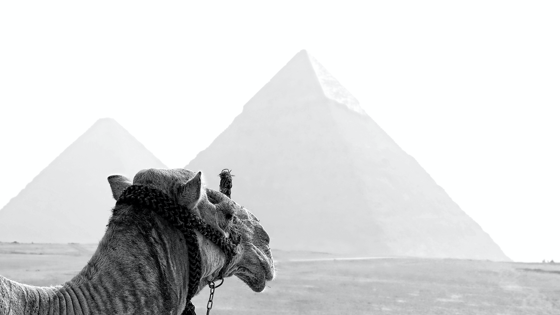 Montando camellos en el área de las pirámides